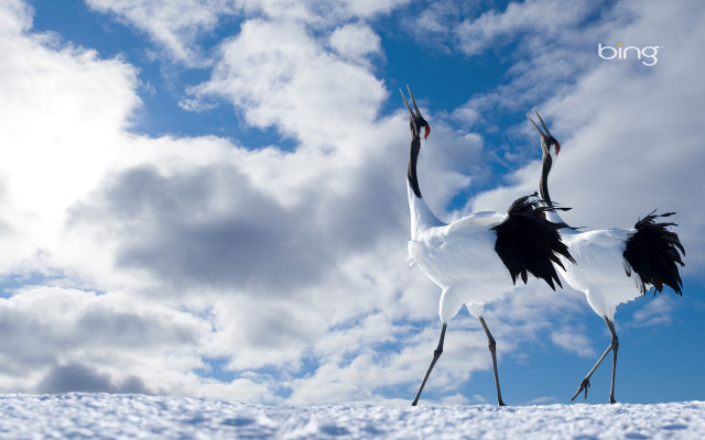 Two birds snow legs spread free wallpaper - medium preview image