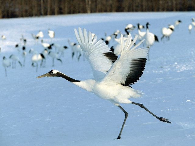 White bird snow field bokeh free wallpaper - medium preview image