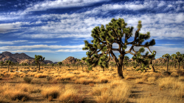 Large cactus tree desert mountains free wallpaper for desktop - medium preview image