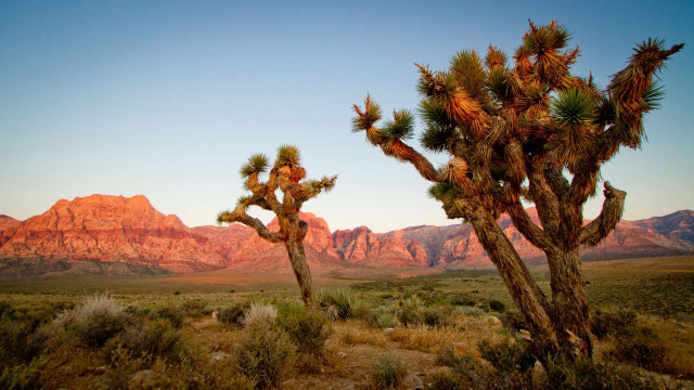 Cactus desert landscape mountains sunset free wallpaper - medium preview image
