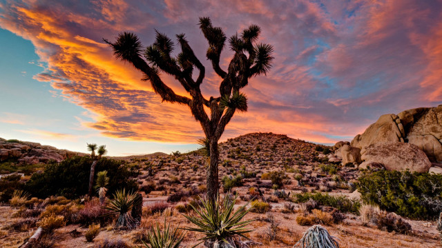 Large cactus tree desert sunset free wallpaper - medium preview image