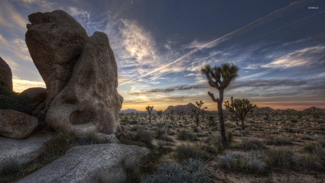 Desert rock formation cactus tree free wallpaper - medium preview image