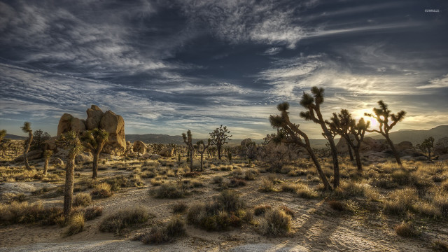 Desert trees rocks clouds bushes free wallpaper - medium preview image