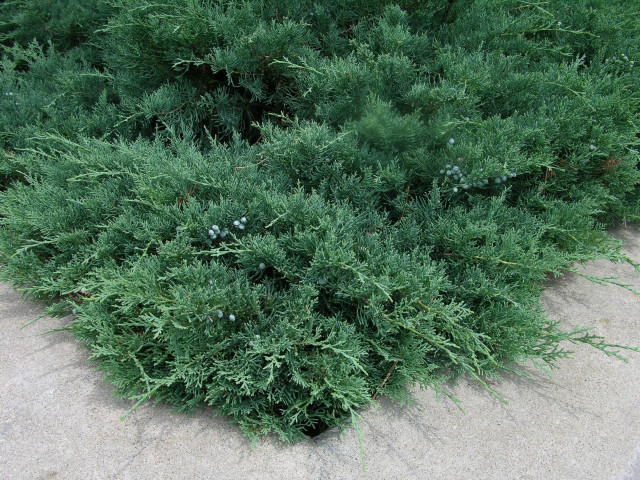 Bush green leaves sidewalk fire free wallpaper - medium preview image