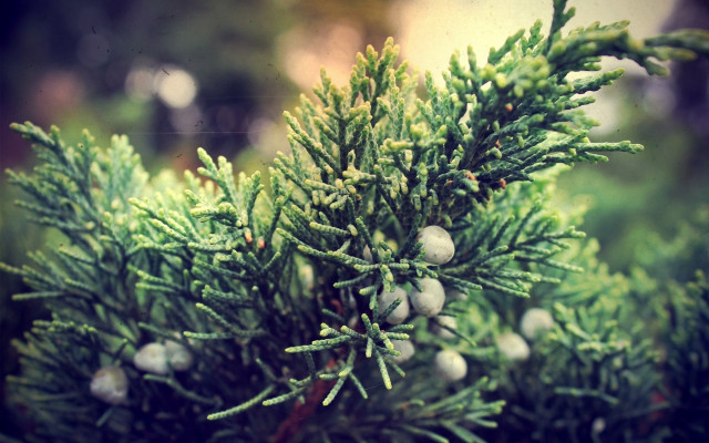 Pine tree cones needles branches free wallpaper - medium preview image