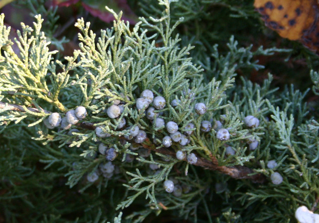 Tree closeup blue berries branches free wallpaper - medium preview image