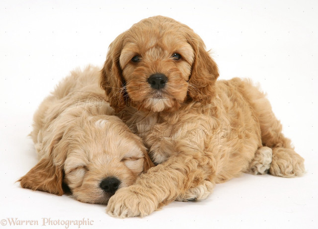Puppies cuddling white background studio free wallpaper - medium preview image