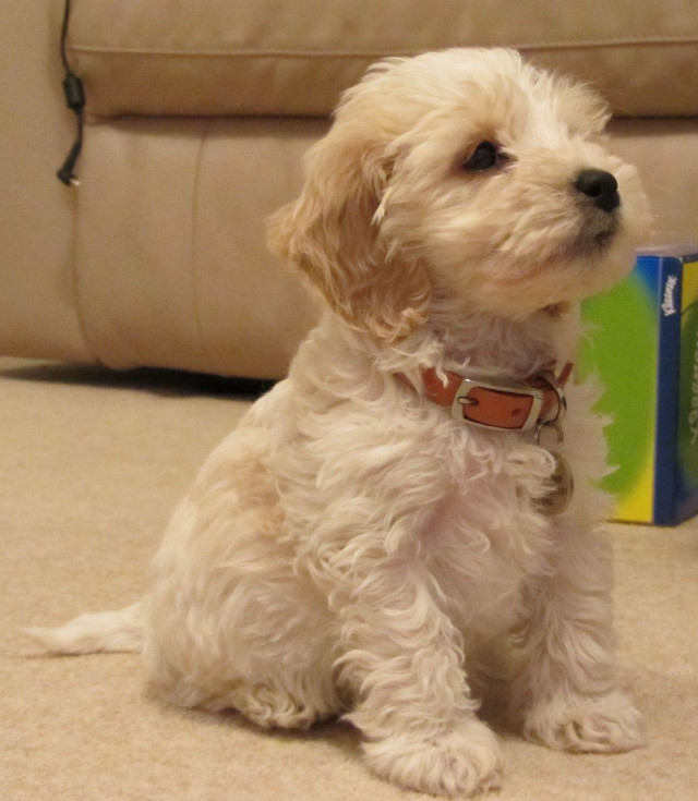 Small white dog floor book free wallpaper - medium preview image