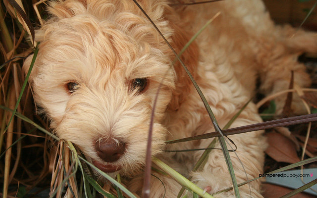 Dog laying grass sad look #2 free wallpaper - medium preview image