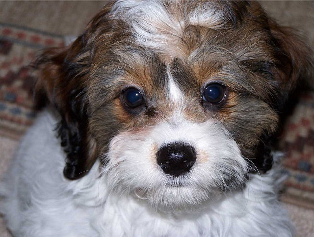 Small dog brown white face free wallpaper - medium preview image