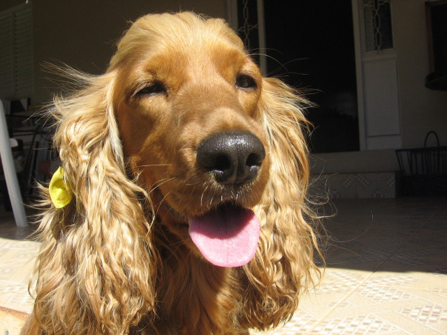 Dog flower ear patio house free wallpaper - medium preview image