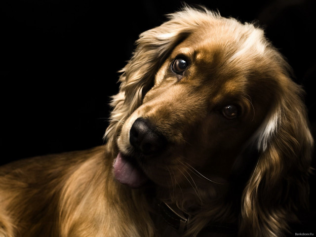 Dog tongue out looking camera free wallpaper - medium preview image