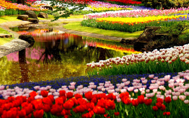 Field flowers pond rainbow colorful free wallpaper - medium preview image