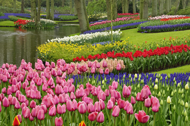 Garden pond colored flowers trees free wallpaper - medium preview image