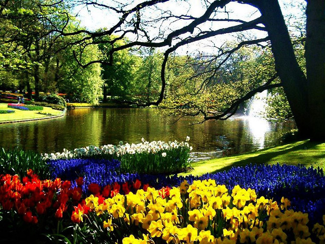 Pond flowers tree background foreground free wallpaper - medium preview image