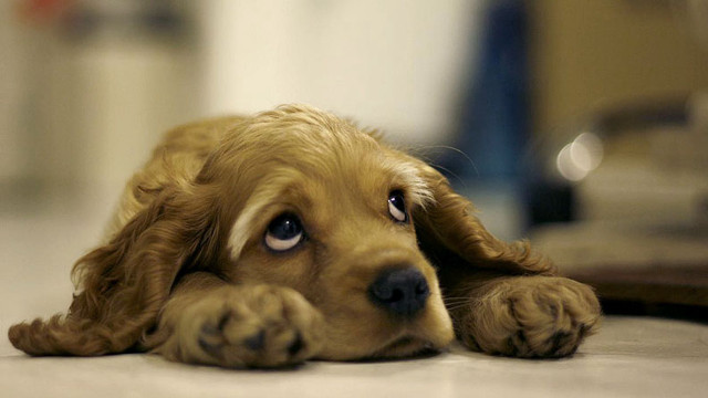 Sad dog laying floor looking free wallpaper - medium preview image