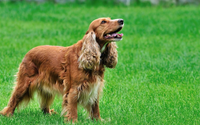Dog standing field grass mouth free wallpaper - medium preview image