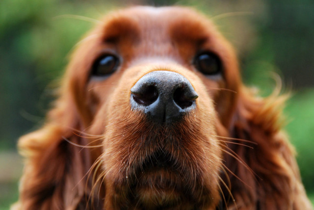 Dog closeup blurry background trees #2 free wallpaper - medium preview image