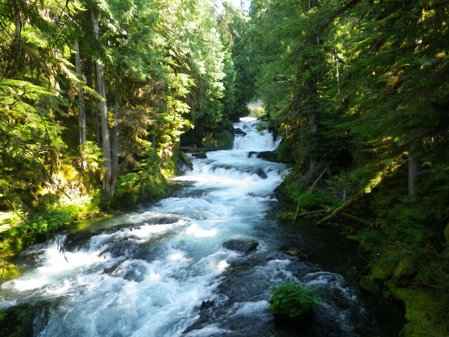 River lush green forest trees #4 free wallpaper - medium preview image