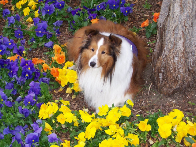 Dog field flowers tree trunk free wallpaper - medium preview image