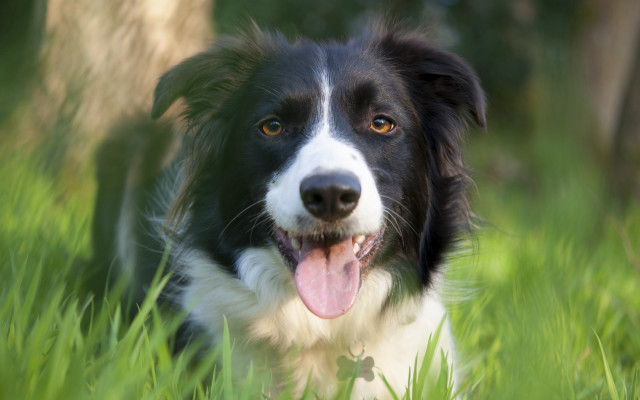 Dog laying grass tongue blurry free wallpaper - medium preview image