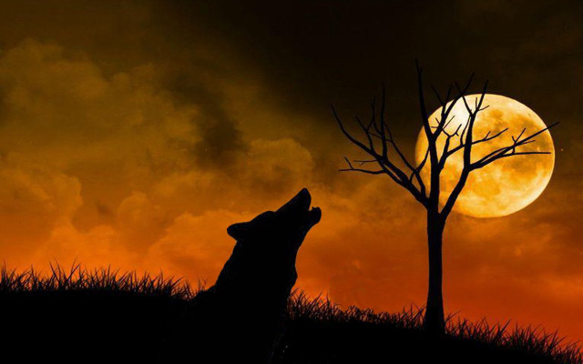 Wolf full moon tree grass #2 free wallpaper - medium preview image