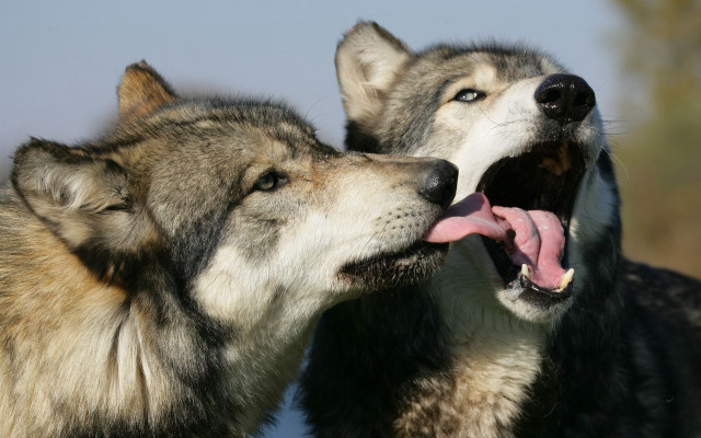 Two dogs playing outside together free wallpaper - medium preview image