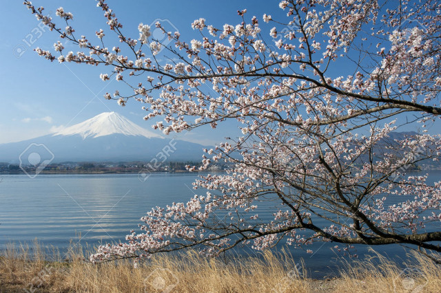 Tree white flowers water mountain free wallpaper - medium preview image