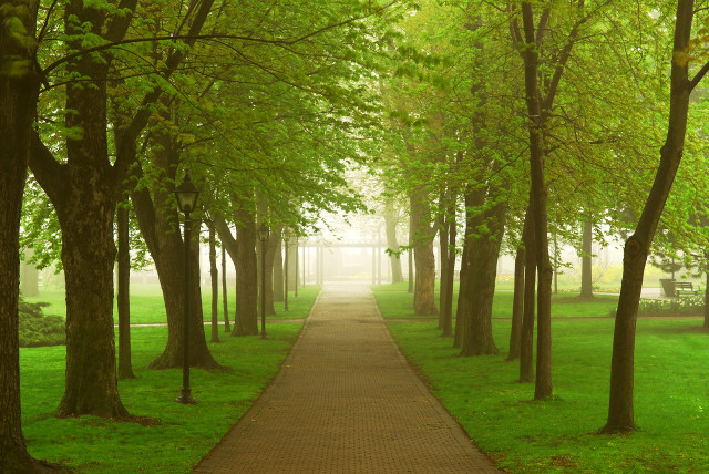 Park path misty trees bench free wallpaper - medium preview image