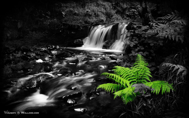Fern stream waterfall blackandwhite nature free wallpaper - medium preview image