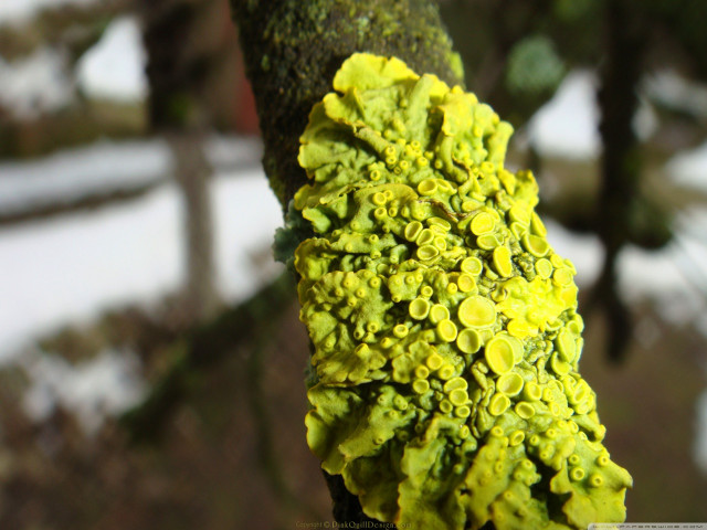 Tree branch moss snow closeup free wallpaper - medium preview image