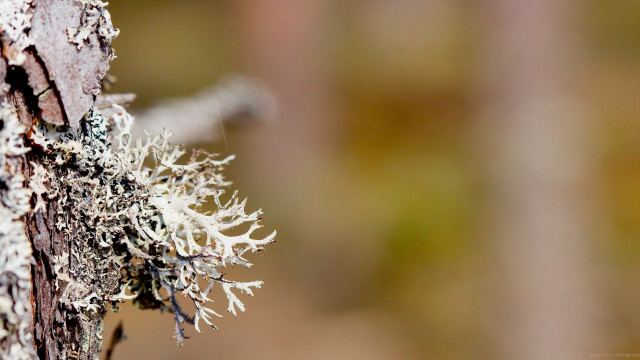 Tree lichen bark moss closeup free wallpaper - medium preview image