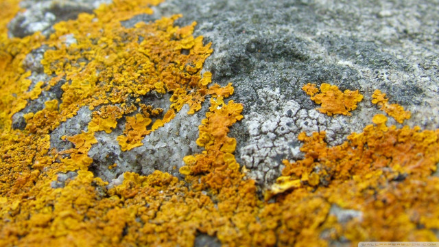 Rock yellow gray moss closeup free wallpaper - medium preview image