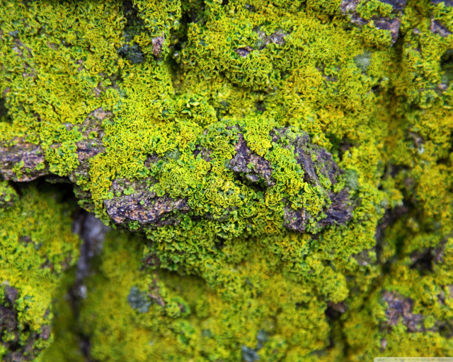 Mossy surface small rocks bird free wallpaper - medium preview image
