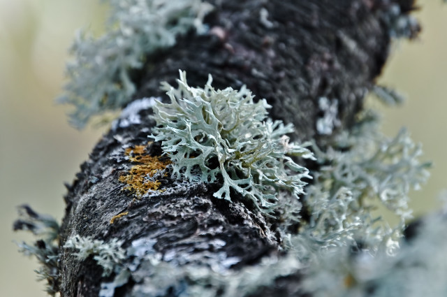 Tree moss lichen yellow white free wallpaper - medium preview image