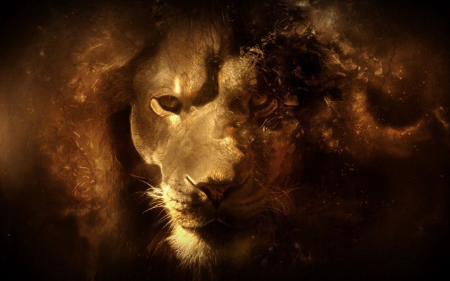 Intense lion face eyes expression free wallpaper - medium preview image