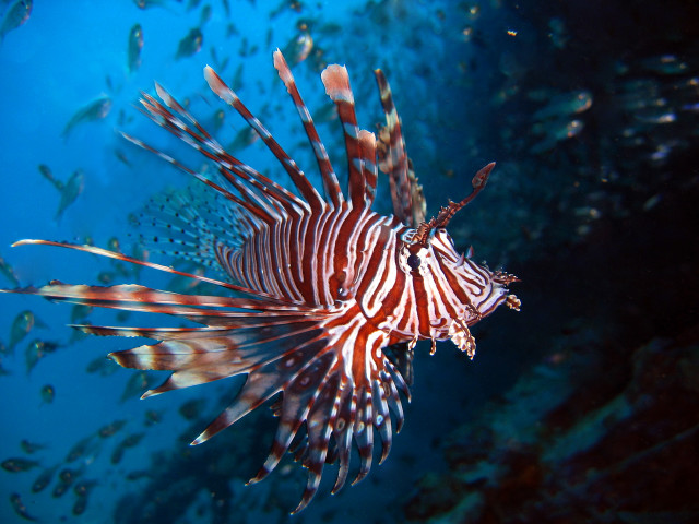 Lionfish swims water school fish free wallpaper - medium preview image