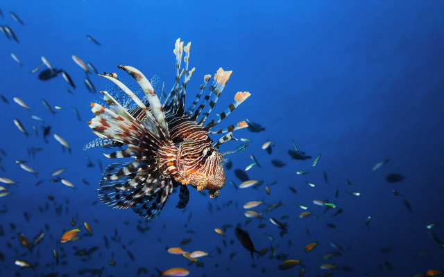Lionfish swimming ocean surrounded fish free wallpaper - medium preview image
