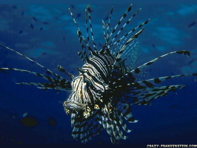 Lionfish coral reef ocean fish free wallpaper - medium preview image