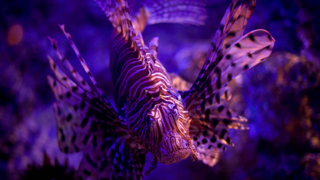 Purple lionfish aquarium glowing hologram free wallpaper - medium preview image