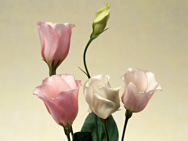 Vase three flowers tabletop beige free wallpaper - medium preview image