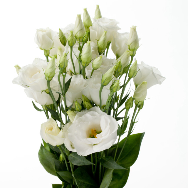 Vase white flowers table white free wallpaper - medium preview image