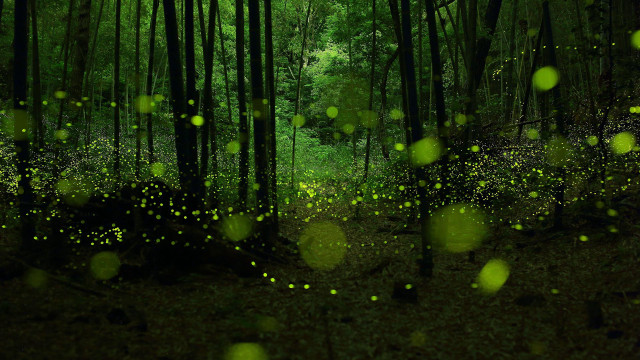 Forest green fireflies flying leaves free wallpaper - medium preview image