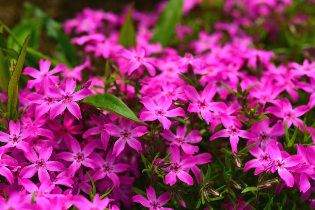 Pink flowers grass green leaves free wallpaper - medium preview image