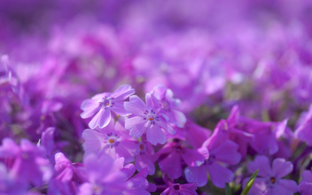 Purple flowers blurry background foreground free wallpaper - medium preview image