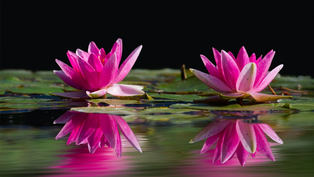 Pink water lilies pond lily free wallpaper - medium preview image
