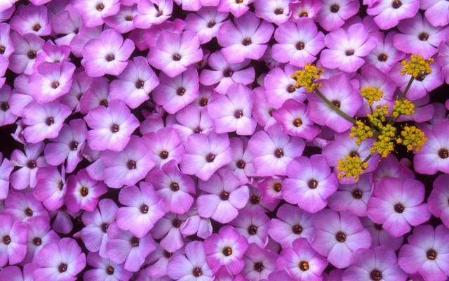 Purple flowers yellow centers bunch free wallpaper - medium preview image