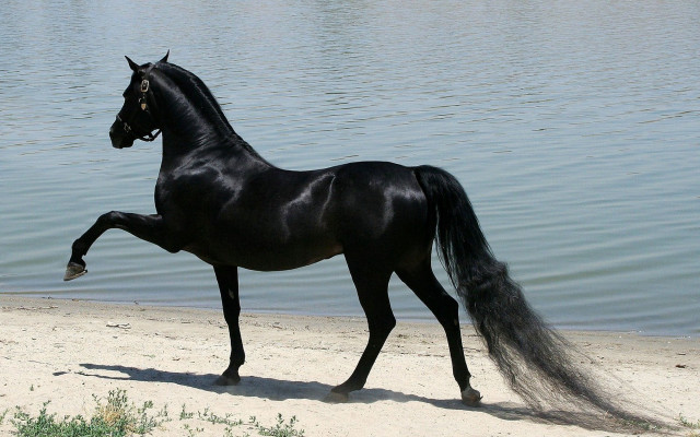 Black horse beach water tail free wallpaper - medium preview image