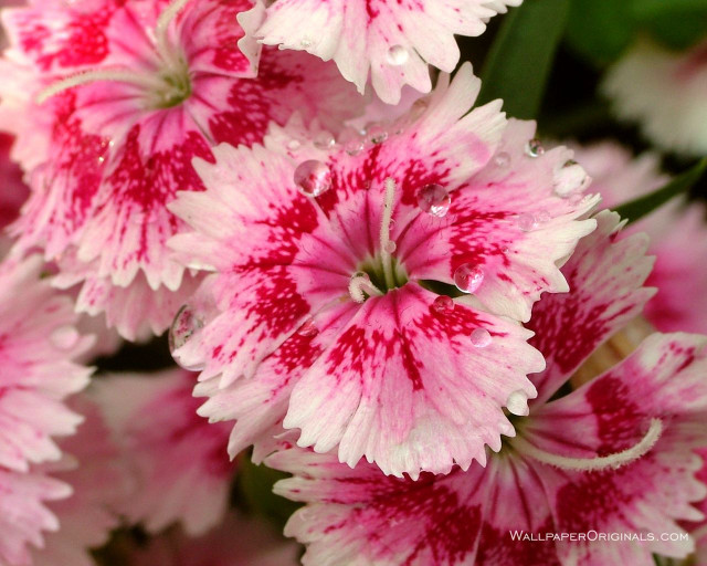Close up flowers water droplets #2 free wallpaper - medium preview image