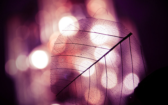 Leaf blurry background lights image free wallpaper - medium preview image